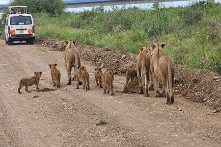 Nairobi National Park Game Drive With free Pick Up