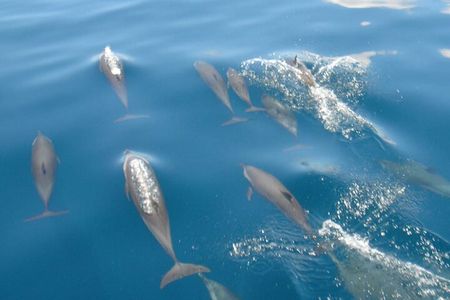 Maldives Dolphin Discovery Cruise by Speedboat