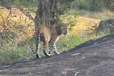 Full day Safari Yala National park (04.40am - 06.30pm)