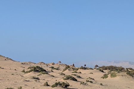 Agadir/Taghazout : Sandboarding & Canyon & Camel riding.