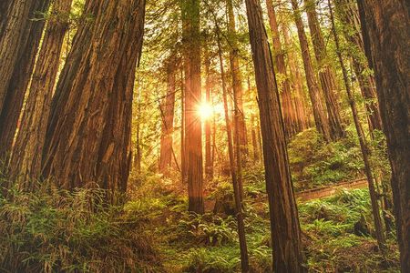 Muir Woods, Sausalito, Battery Spencer Premium Small-Group Tour