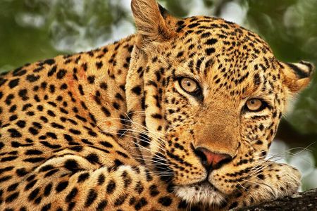 Yala National Park Safari Tour From Hambantota port