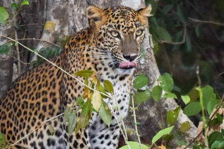 Private Anuradhapura & Wilpattu Safari Day Tour From Dambulla