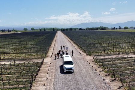 Bodegas & Olivares 1/2 day without lunch