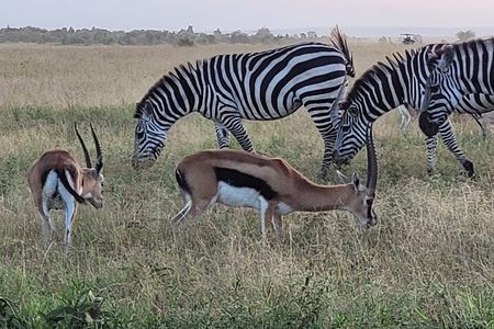 Budget Private Safari to Masai Mara Kenya