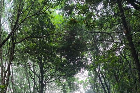 ANAGA: VIP tour: Forests, Peaks and Sea.