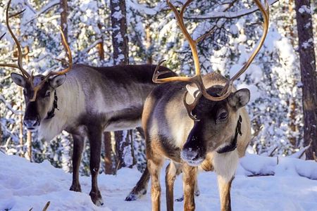 PRIVATE Authentic Reindeer Experience Helsinki 
