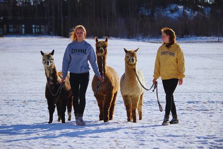 PRIVATE Alpaca Guided Forest Walk + Feeding Helsinki