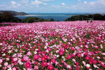Colors of Japan, Fukuoka Nokonoshima Island Park & Wagyu BBQ
