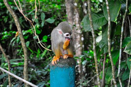 Shore Excursion | Monkey encounter & Damajagua Waterfalls