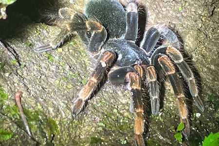 Night Walk in Puerto Viejo Limón CR Native Park