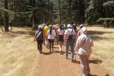 Ifrane Hiking Adventure: Ancient Cedars & Barbary Macaques