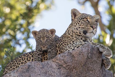 Yala National Park High-Luxury PRIVATE Tours with Entry Tickets