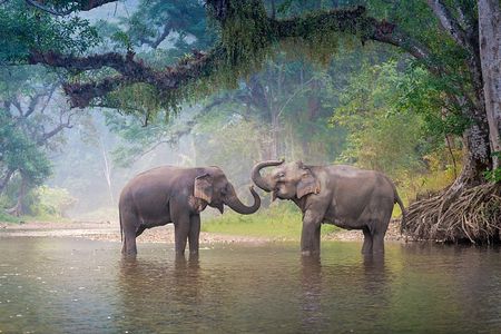 Yala National Park High-Luxury PRIVATE Tours with Expert