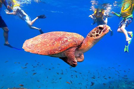 Snorkeling in Caño Island from uvita
