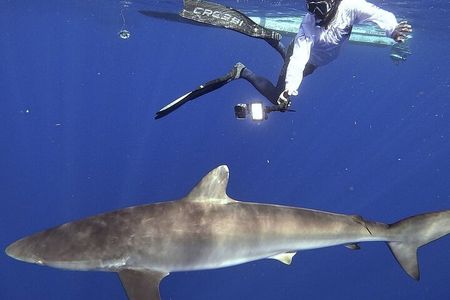 Pelagic Shark Safari Snorkel Expedition