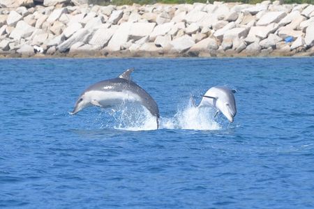 Tour to Figarolo Island with the possibility to observe dolphins