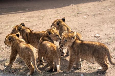 7 Day Wildebeest Calving Migration Safari