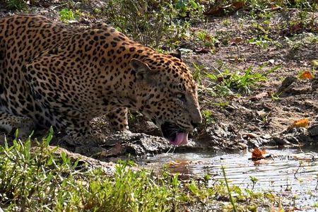 Yala sunrise half day by NPA Leopard Safari