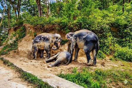 Phuket Ethical Elephant Sanctuary Guided Tour and Hotel Transfers