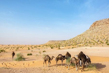 Private Full-Day 4x4 Excursion to Ksar Ghilane