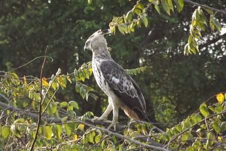 Udawalawe National Park Safari Tours