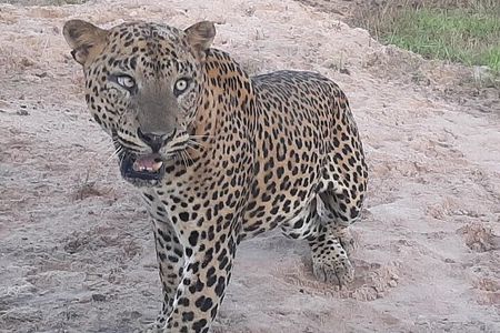 Private All-Inclusive Yala National Park Safari Bentota or Galle