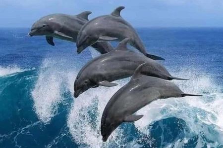 Mnemba island with lunch, jozani forest ,Salaam Cave & The rock