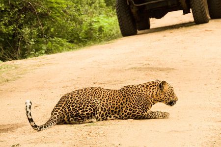 Full-Day Safari Yala National Park 5am-6pm