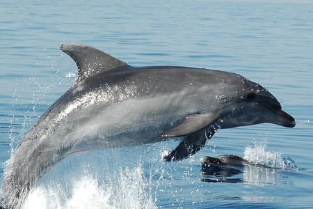 Olbia : Dolphin Sighting Tour Figarolo Island and Snorkeling