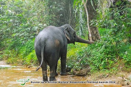 Khao Lak Elephant Sanctuary & Little Amazon Canoe Tour with Lunch