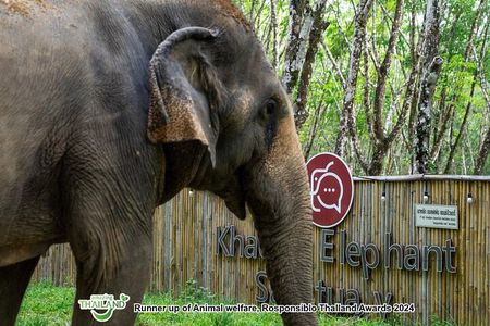 Khao Lak Eco-Safari: Elephants, Tsunami Museum, and Turtles