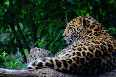 All inclusive 12 Hour Wilpattu National Park Safari