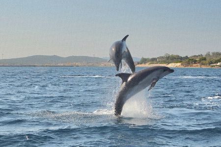 Dolphin Watching Tour with Snorkeling from Olbia