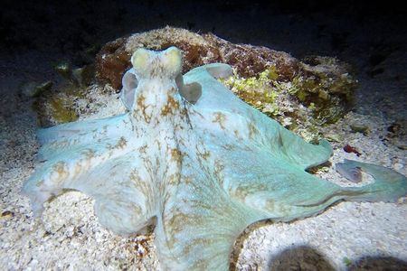 Night Snorkeling Looking for Octopuses Cozumel 