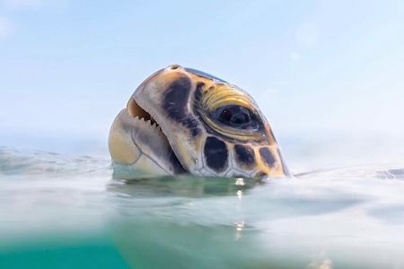 Private catamaran Snorkel & sail
