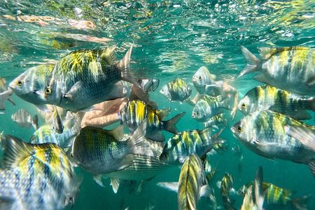 Puerto Vallarta Swimming with Tropical Fish and Zipline Tour