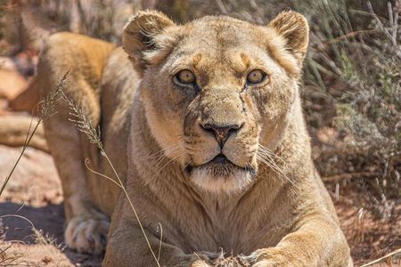 Aquila Game Reserve Safari with Wine Tasting and Lunch