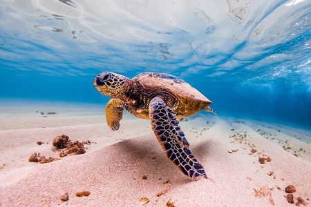 Sea Turtles Marsa Mubarak, Boat trip with Snorkeling-Marsa Alam 