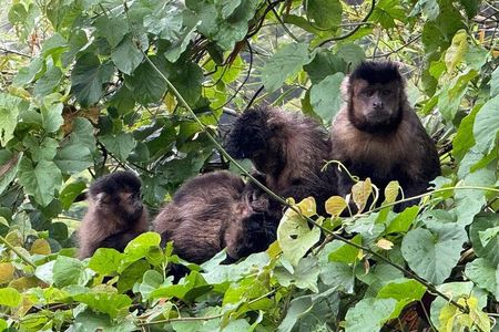 Tijuca Forest: Tour with Waterfalls and Caves