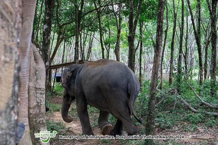 Khao Lak Ethical Elephant Observation Tour – No Riding