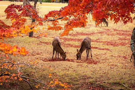Todaiji Temple Nara Park and Naramachi Alley Walk