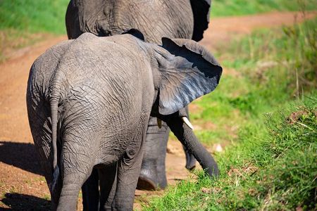 Full Day Safari to Amboseli National Park from Nairobi