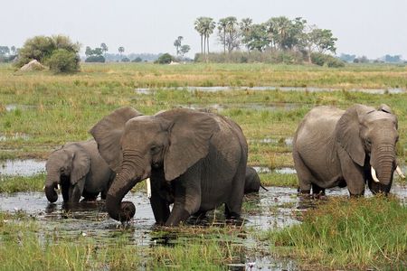 Moremi Full day Game Drive from Maun