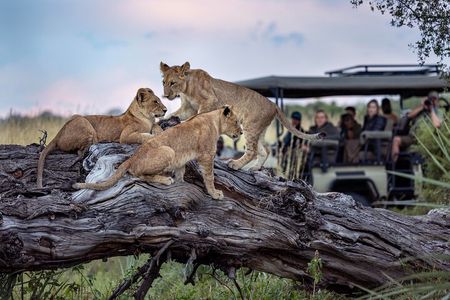 Chobe Day Trip with Lunch from Victoria Falls