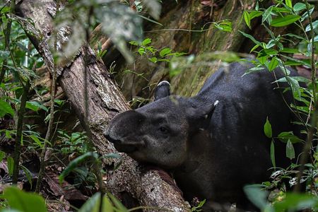 Corcovado National Park, Guided Hike San Pedrillo Station
