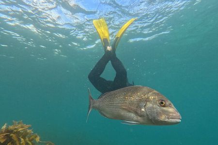 Goat Island Experience Advanced Snorkel Tour