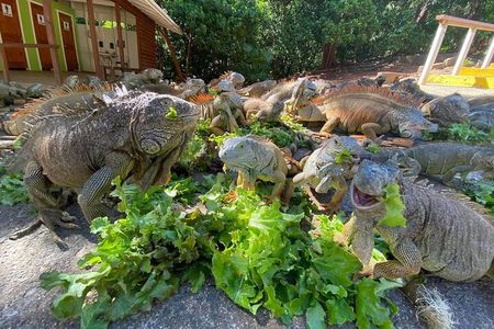  Roatan two stop park Sloth Monkey Iguana farm chocolate sample 