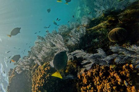 Snorkel Privately in Cabo San Lucas 