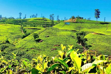 Tea Country Day Tour from Kandy - Nuwara Eliya 